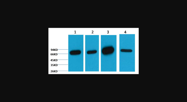 Anti-Lamin B1, monoclonal