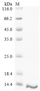 Protein S100-A6 (S100a6), rat, recombinant