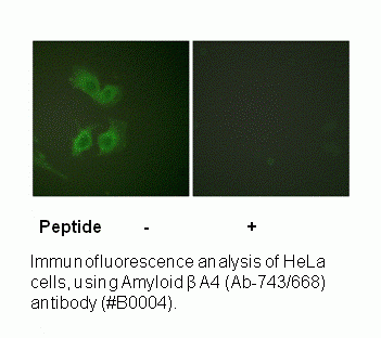 Anti-Amyloid beta A4 (Ab-743/668)