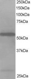 Anti-HIP-55 / SH3P7, N-terminal