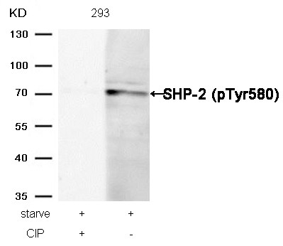 Anti-phospho-SHP-2 (Tyr580)