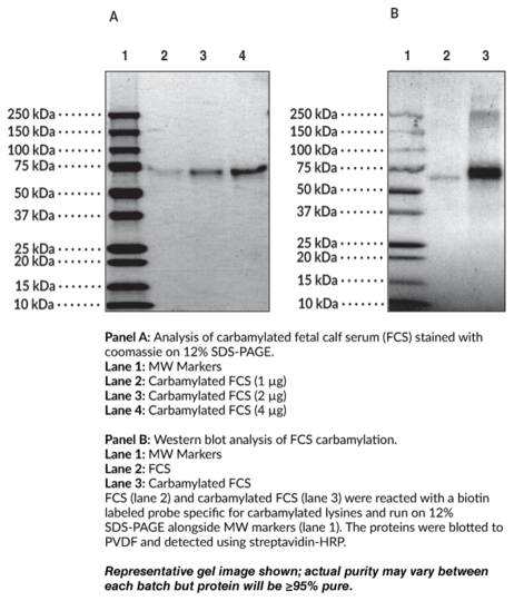 Carbamylated Fetal Calf Serum