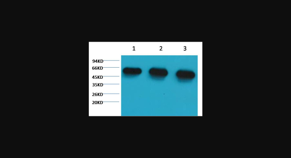 Anti-alpha-tubulin, monoclonal