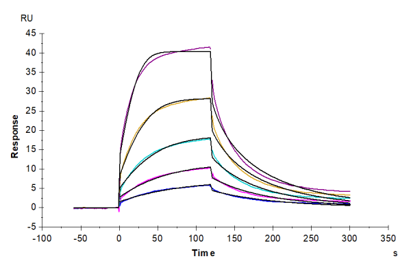 Cynomolgus/Rhesus macaque CD47 Protein