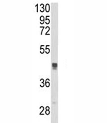 Anti-TGN46