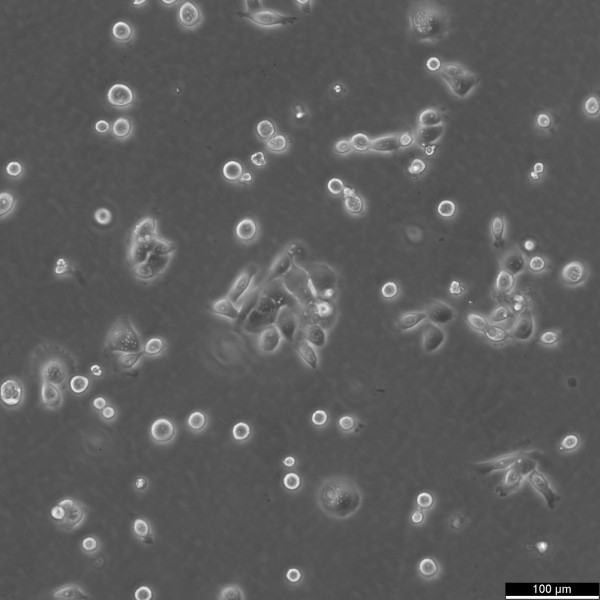 Eca-109 Cells