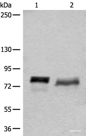 Anti-BCAS3