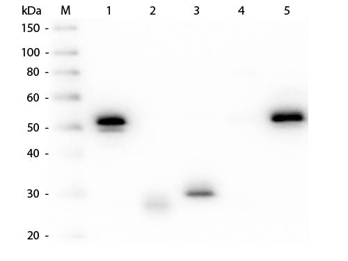 Anti-Rabbit IgG (H&amp;L) [Mouse] (Min X Hu, Gt, Ms serum proteins) Peroxidase conjugated