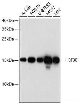 Anti-Histone H3.3