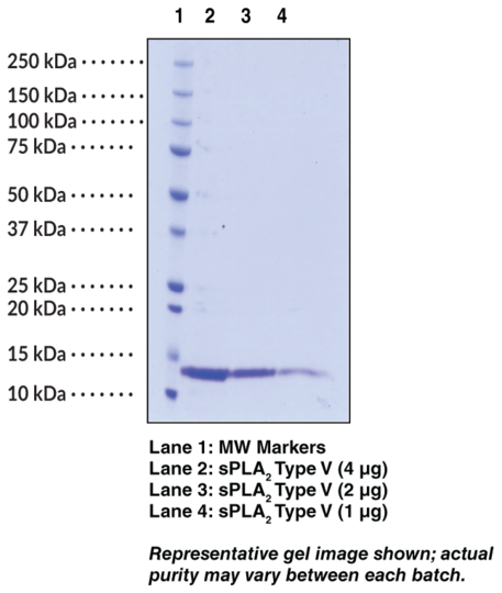 sPLA2 (human, recombinant Type V)