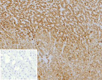 Anti-CXCR5 / C-X-C motif chemokine receptor 5, clone CXCR5/13100