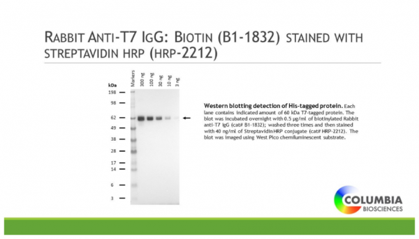 Rabbit Anti-T7 IgG:Biotin