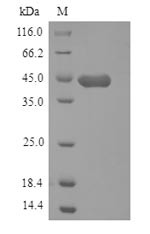Hyaluronan and proteoglycan link protein 1 (Hapln1), mouse, recombinant