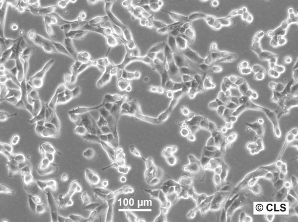 RCC-KL Cells