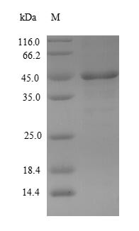 Serine protease 29 (Prss29), mouse, recombinant