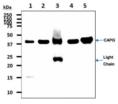 Anti-CAPG, clone 1D10