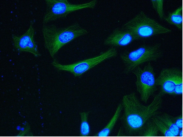 Anti-alpha Tubulin, clone YOL1/34