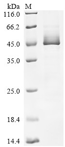 Serpin H1 (SERPINH1), human, recombinant