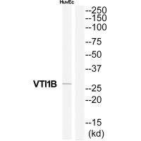 Anti-VTI1B