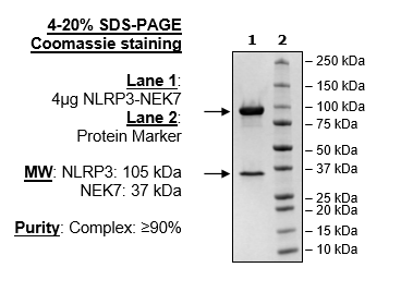 NALP3 (delPYD) / NEK7 Complex