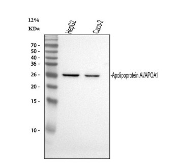 Anti-APOA1 / Apolipoprotein A, clone 17G5