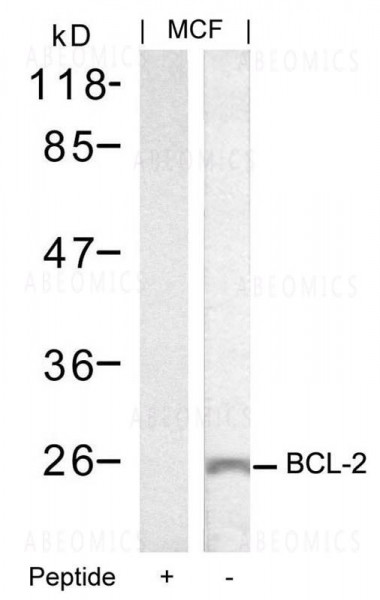 Anti-BCL-2 (Ab-70)