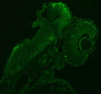 Anti-Zebrafish Sf3a1 / Splicing factor 3A subunit 1