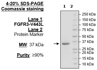 FGFR3 (V443L), His-Tag