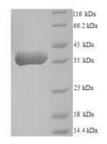 Pro-neuregulin-2, membrane-bound isoform (NRG2),partial, human, recombinant