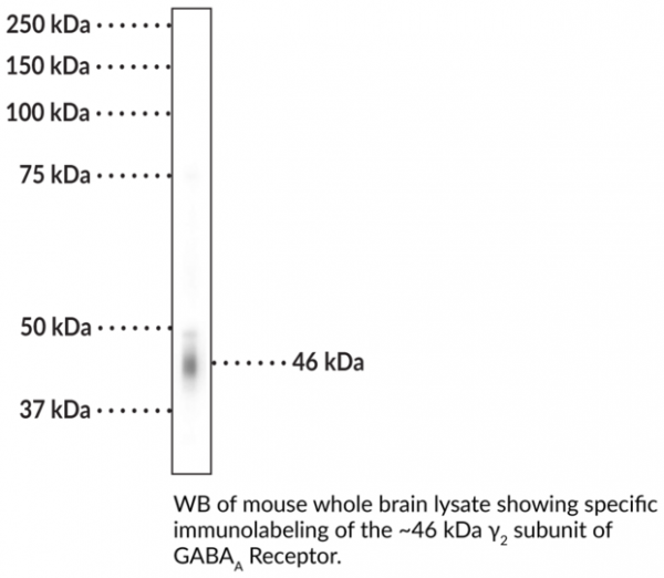 Anti-GABAA Receptor gamma2 Subunit