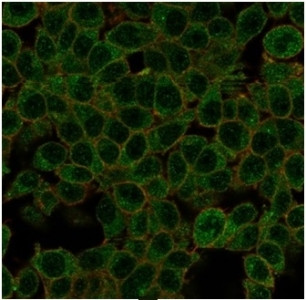 Anti-ID1 / DNA binding protein inhibitor ID-1, clone PCRP-ID1-2F11