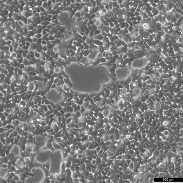 Hepa 1-6 Cells