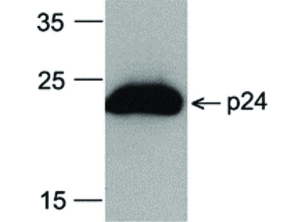 Anti-HIV-1 p24, clone [8G9], Peroxidase Conjugated