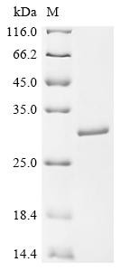 Kinesin-like protein KIF26B (KIF26B), partial, human, recombinant