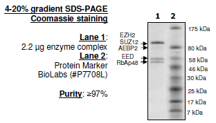 EZH2 (A687V)/EED/SUZ12/RbAp48/AEBP2 human protein complex