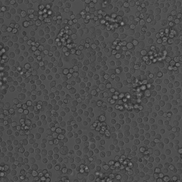 RJ2.2.5 Cells
