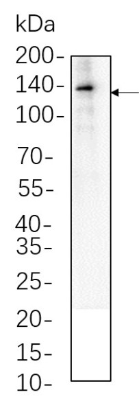 Anti-Recombinant VE Cadherin, clone 2D6