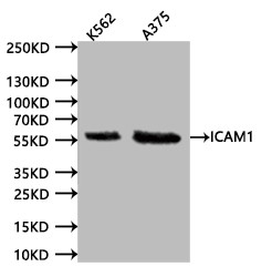 Anti-ICAM1, recombinant clone 15A9