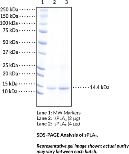sPLA2 (human, recombinant Type X)