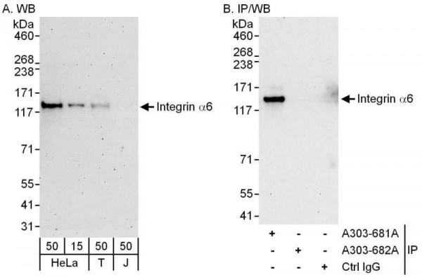 Anti-Integrin Alpha 6