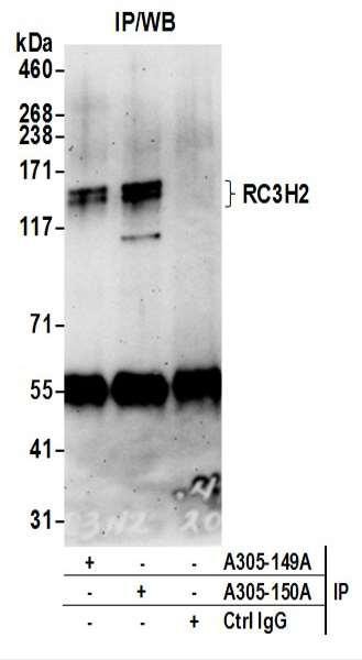 Anti-RC3H2/MNAB