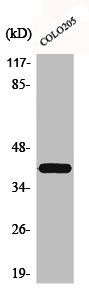 Anti-HGH1