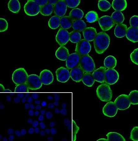 Anti-Recombinant IL-7R/CD127, clone A458