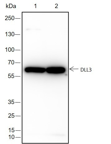 Anti-Recombinant DLL3, clone A205