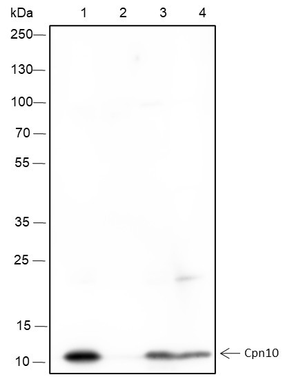 Anti-Recombinant Cpn10, clone A193