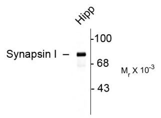 Anti-Synapsin I