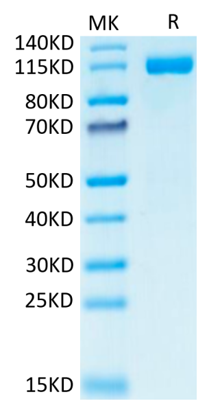 Human CD31/PECAM-1 Protein