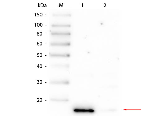 TrueBlot® Immunoprecipitation and Western Blot Kit for DYKDDDDK (FLAG®) Epitope Tag