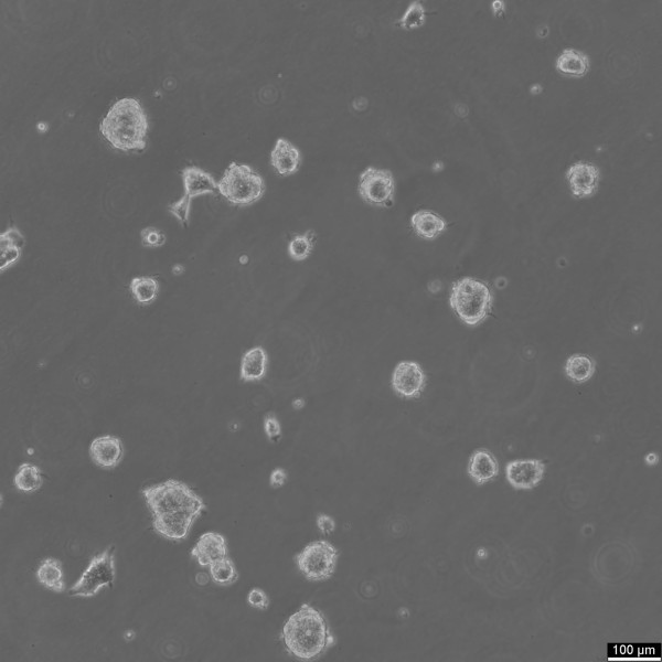NCCIT Cells