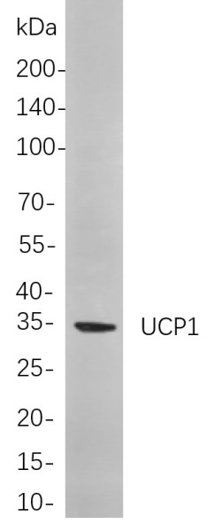 Anti-Recombinant UCP1, clone 8D7